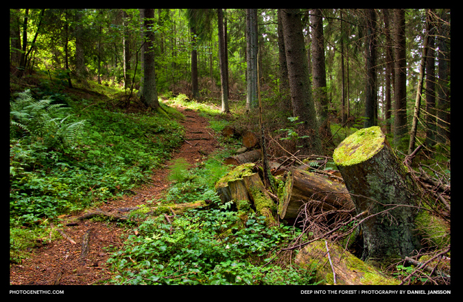 Dj-designs, Deep into the forest Dj-designs, Deep into the forest