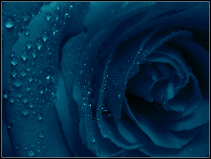 Blue Rose by RInnna