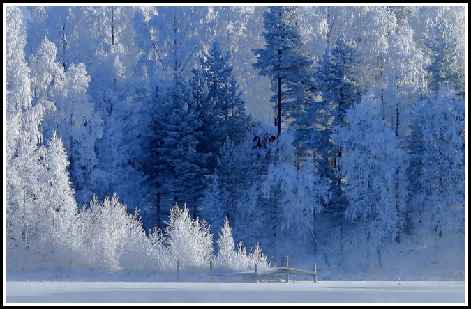 Blue forest by Closer-to-heaven